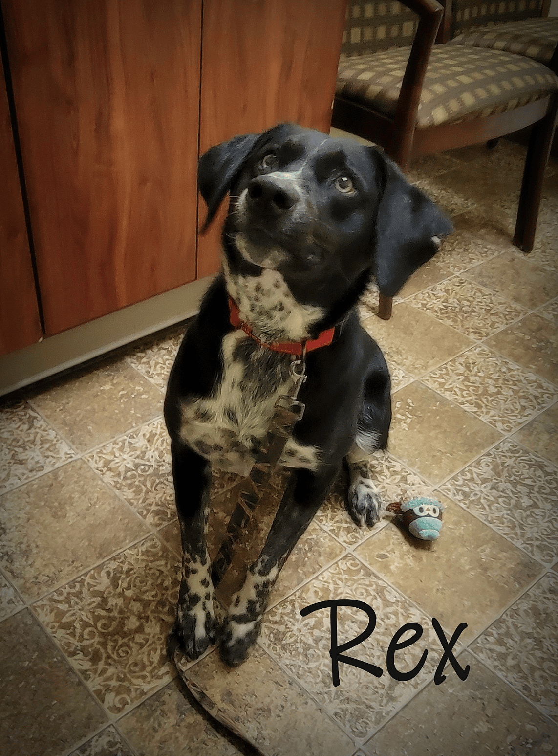 Rex up for Adoption